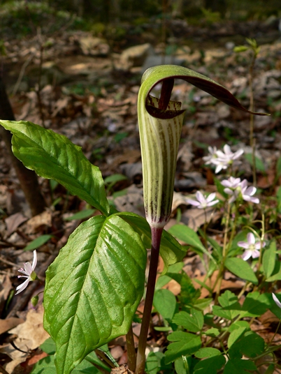 {Arisaema triphyllum}